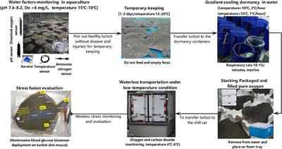 Stress fusion evaluation modeling and verification based on non-invasive blood glucose biosensors for live fish waterless transportation